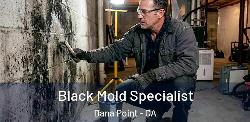  Black Mold Specialist Dana Point - CA