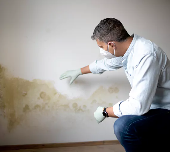 Mold Removal Service in Dana Point, CA